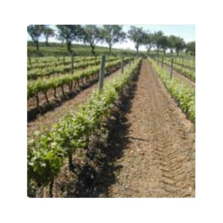 Domaine de la Colombette